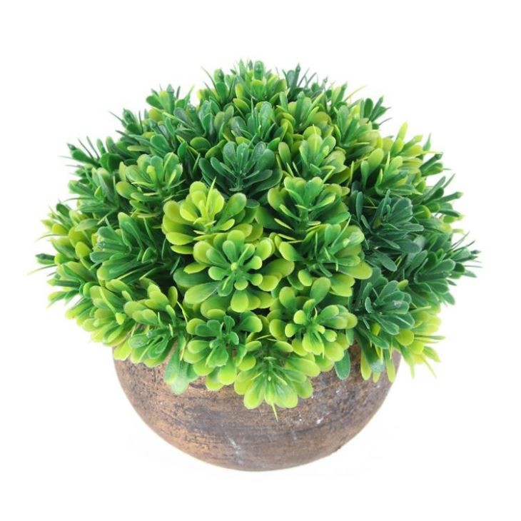 Love Wood Green Plant Bonsai